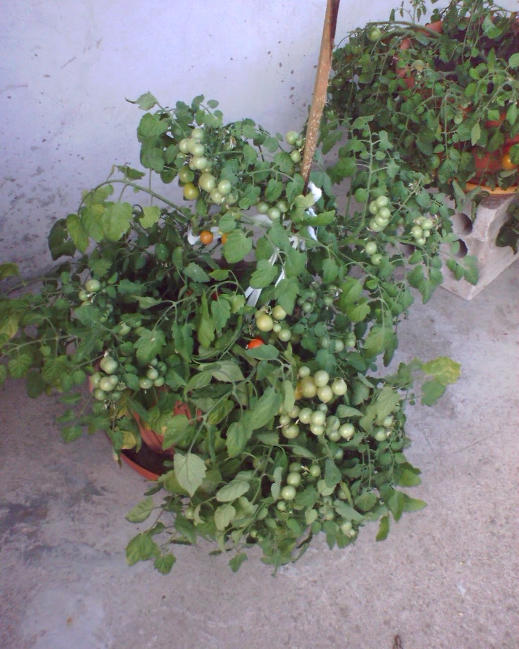 Bajaja
