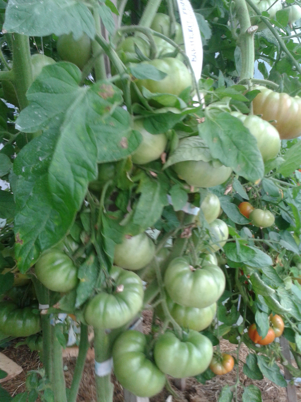 Bakinskij_Krupnoplodnyj_2014_2