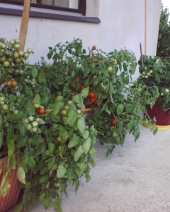 Balkonas