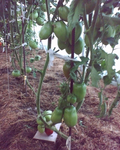 Black_Emperor_2