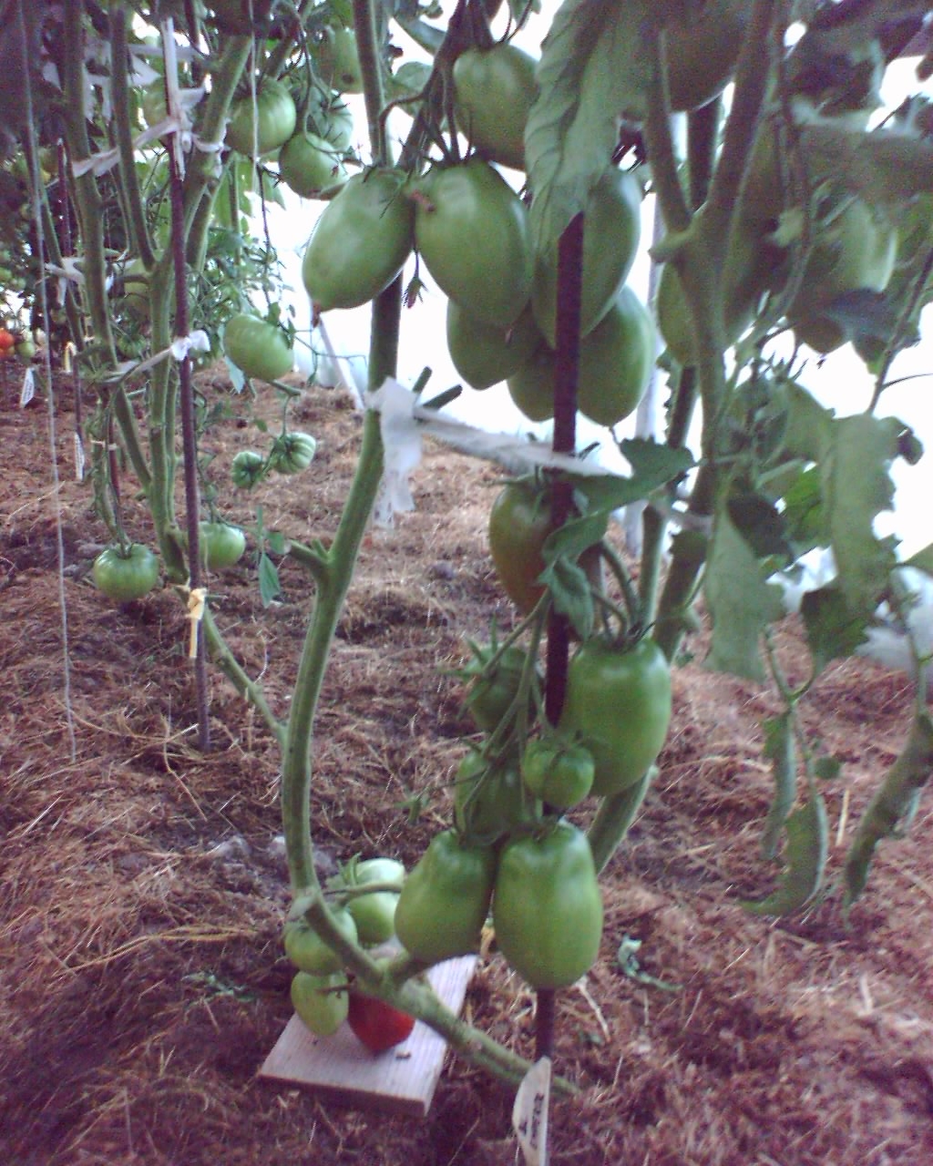 Black_Emperor_2