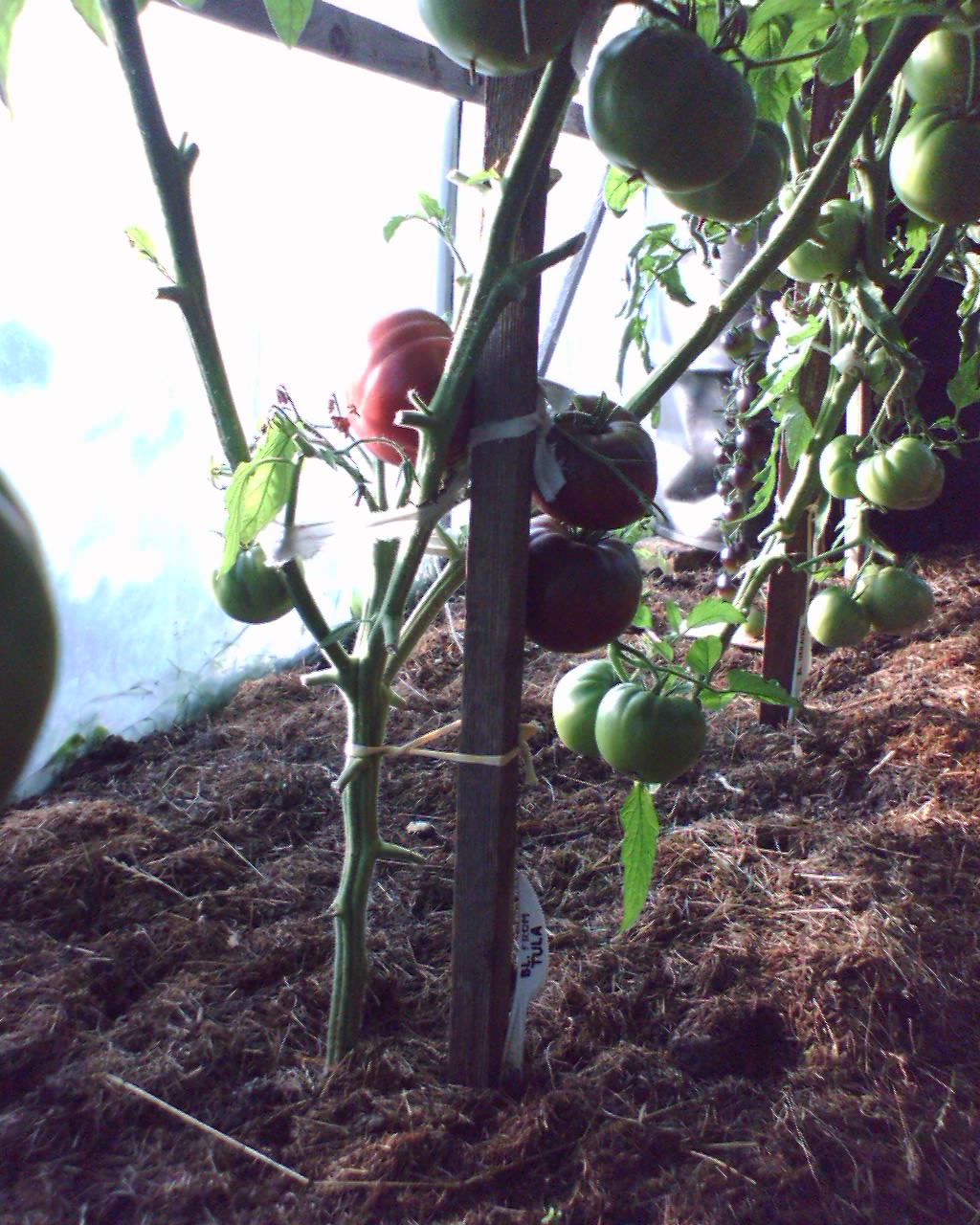 Black_from_Tula_2