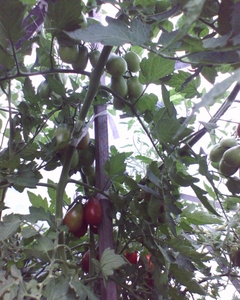 Brown_Berry