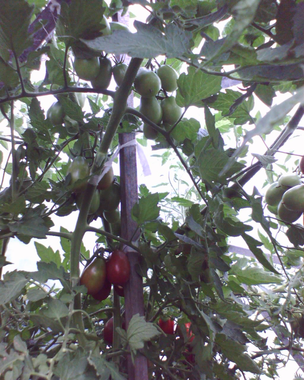 Brown_Berry