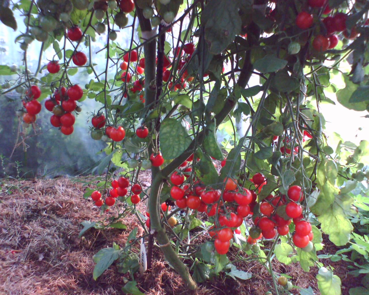 Cerise_3