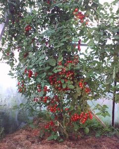 Cerise_4