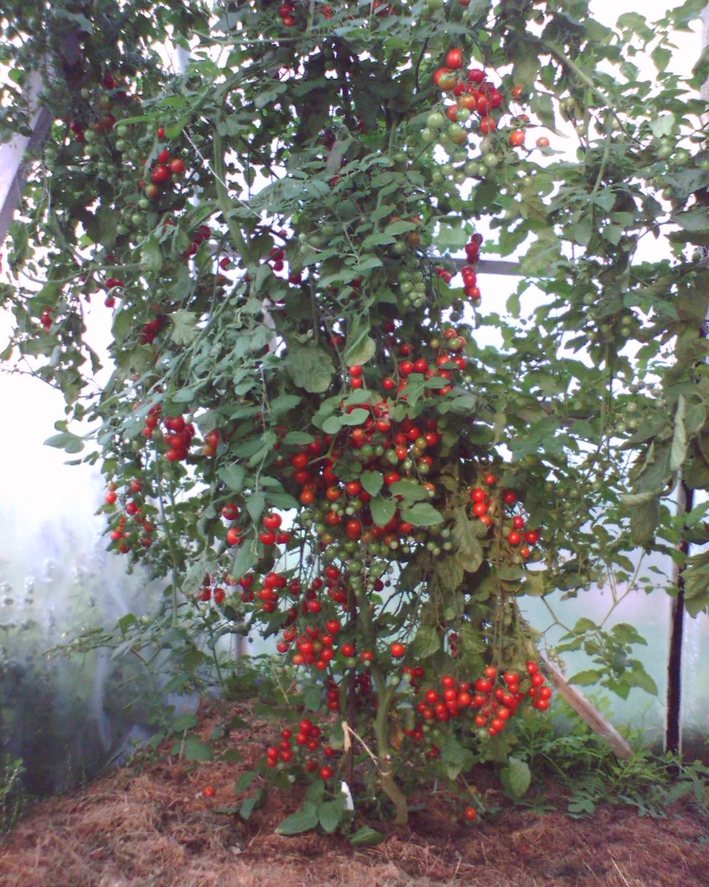 Cerise_4