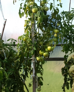German_Orange_Strawberry_20141005