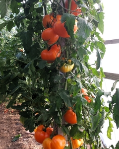 German_Orange_Strawberry_2_2014