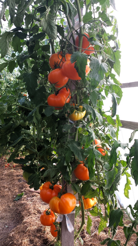 German_Orange_Strawberry_2_2014