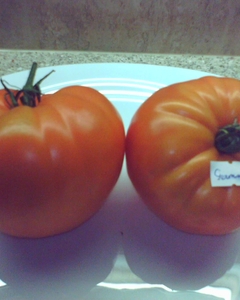 German_Orange_Strawberry_3