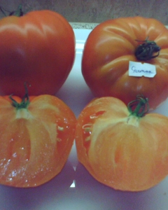 German_Orange_Strawberry_4_Cut