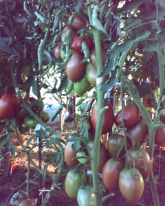 Purple_Russian_Plum_3