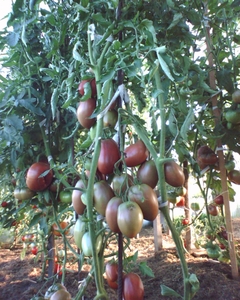 Purple_Russian_Plum_4