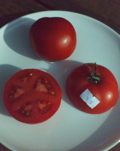 Sibirskij_Skorospelyj_cut