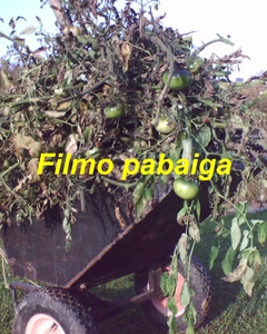 viskas_20131013